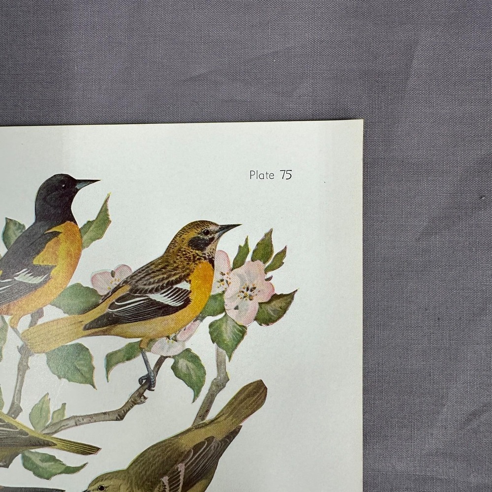 Louis Fuertes Baltimore Orchard Orioles Meadowlark 1936 Vintage Plate Wall Art - Picture 3 of 7